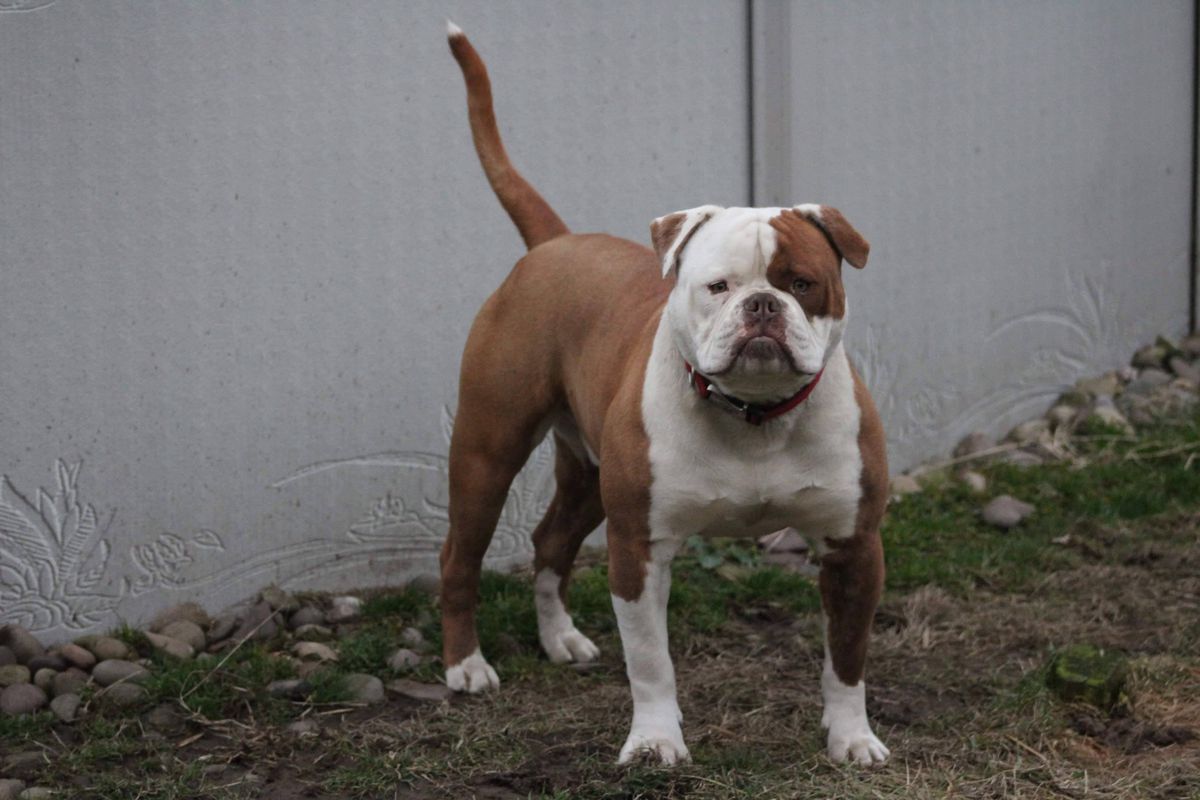 Cajun Country's Ryback | American Bulldog 