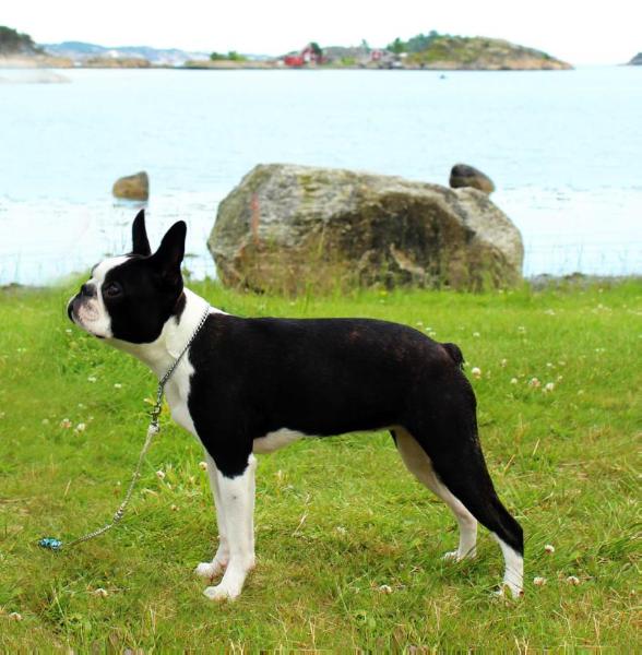 Mollyville's Adventure O Sunderella | Boston Terrier 