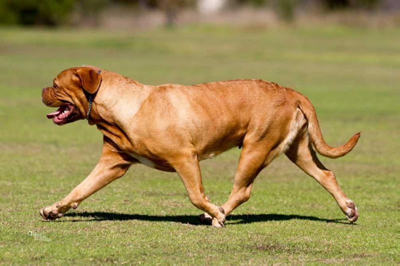 Moloscyg Hello Kitty | Dogue de Bordeaux 