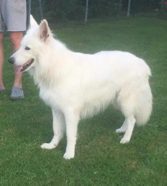 INDACO di Chiara Sorgente | White Swiss Shepherd Dog 