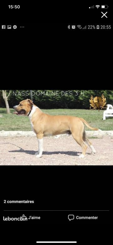 Nass Domaine des trois H | American Staffordshire Terrier  Nass Domaine des trois H | American Staffordshire Terrier