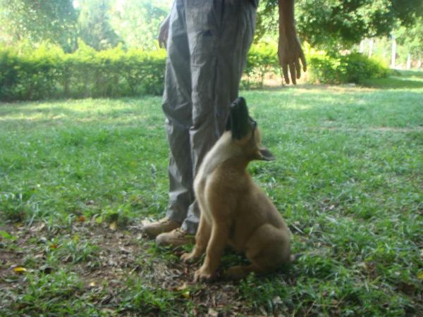 D'Artagnan ts von heiss &amp; von schloss | Belgian Malinois 