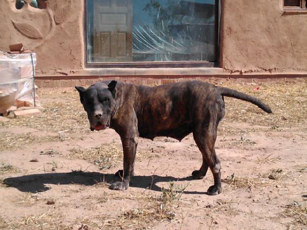 Do Galiñeiro Moreta | Perro de Presa Canario 