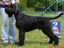 Gloris Current Winner | Giant Schnauzer 