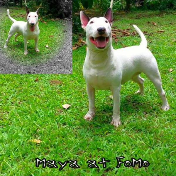 Maya at FoMo | Bull Terrier 