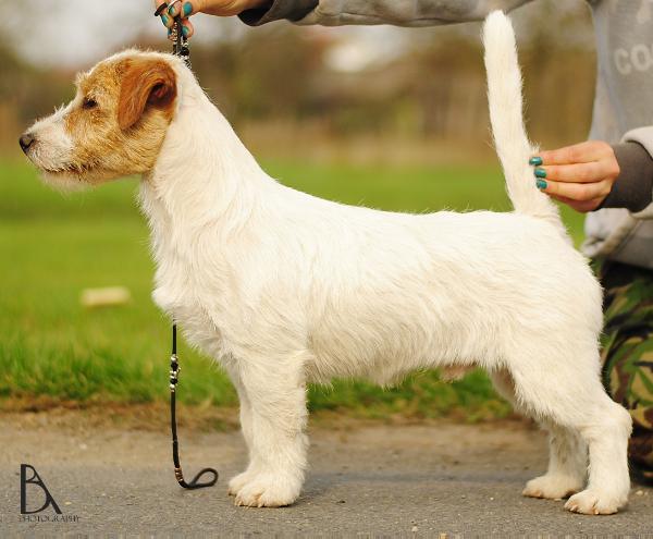 Crazy Crys Gabi the FLUFFY One | Jack Russell Terrier 