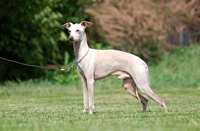 Dark Legend's Ufo | Italian Greyhound 