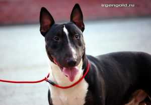 WARBONNET GOLDOLPHIN | Miniature Bull Terrier 