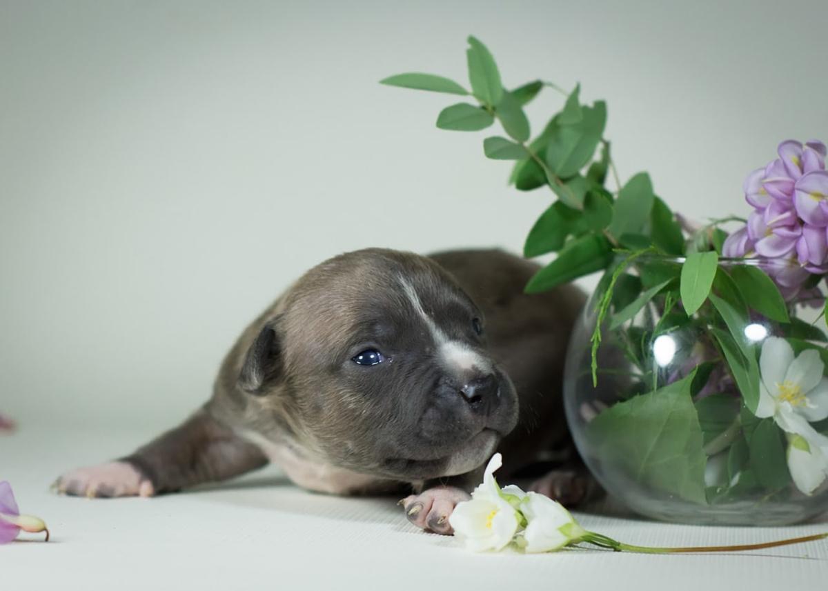 Davy Jones Bryan | American Staffordshire Terrier 
