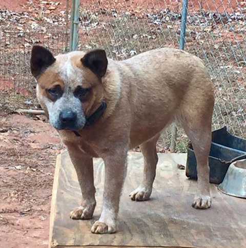 Blueyonders Witchz Envy at Millcreek | Australian Cattle Dog 