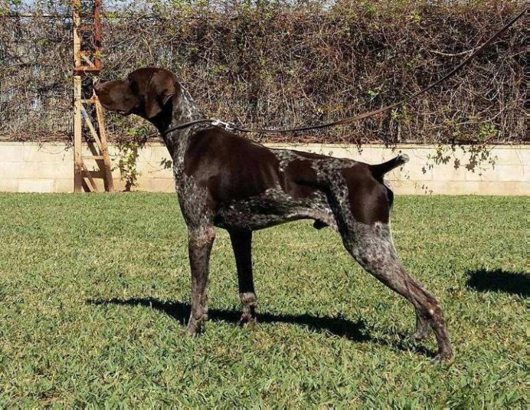 Pradellinensis Franko | German Shorthaired Pointer 