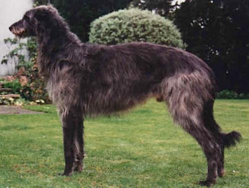 Beardswood Eiryn | Scottish Deerhound 