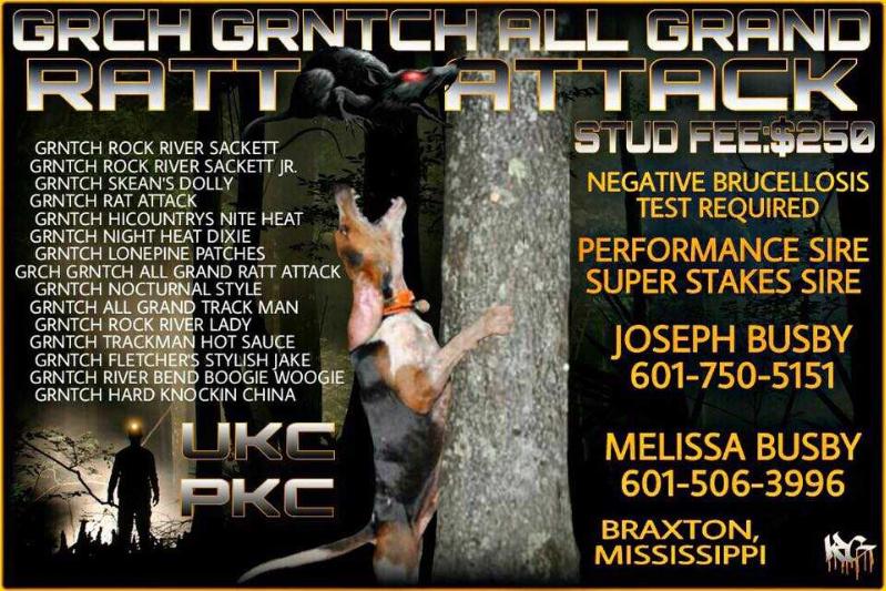 All Grand Ratt Attack | Treeing Walker Coonhound 