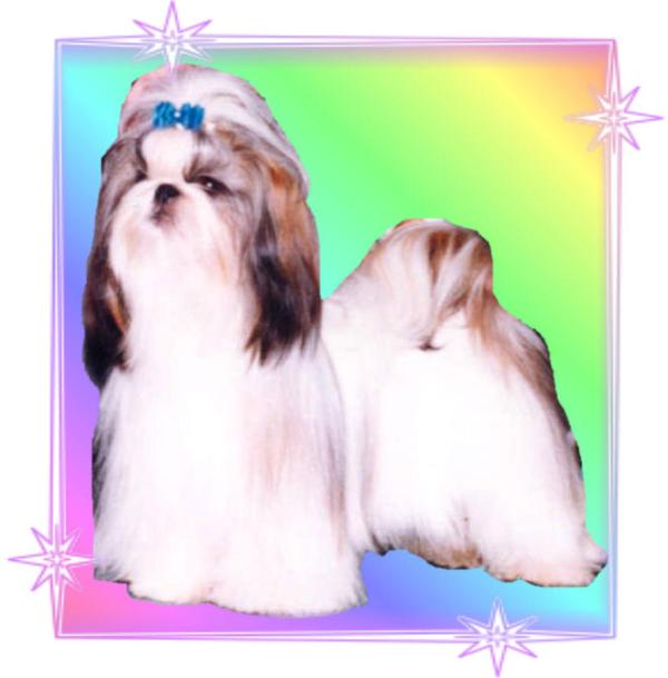 Falling Star's Power Blaze Sarjan | Shih Tzu 