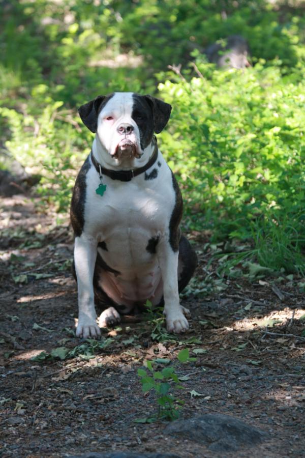 Willow of Trinity | American Bulldog 