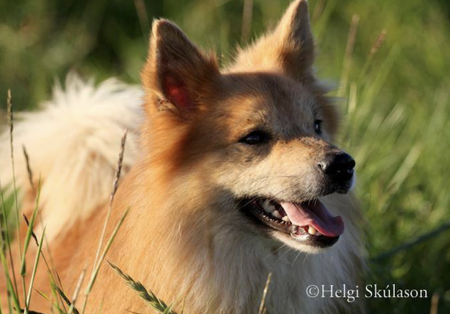 Stefsstells Stefnir | Icelandic Sheepdog 