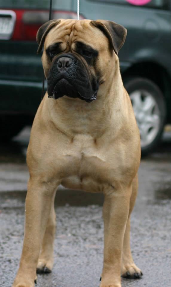 Donna Miško Šešelis | Bullmastiff 