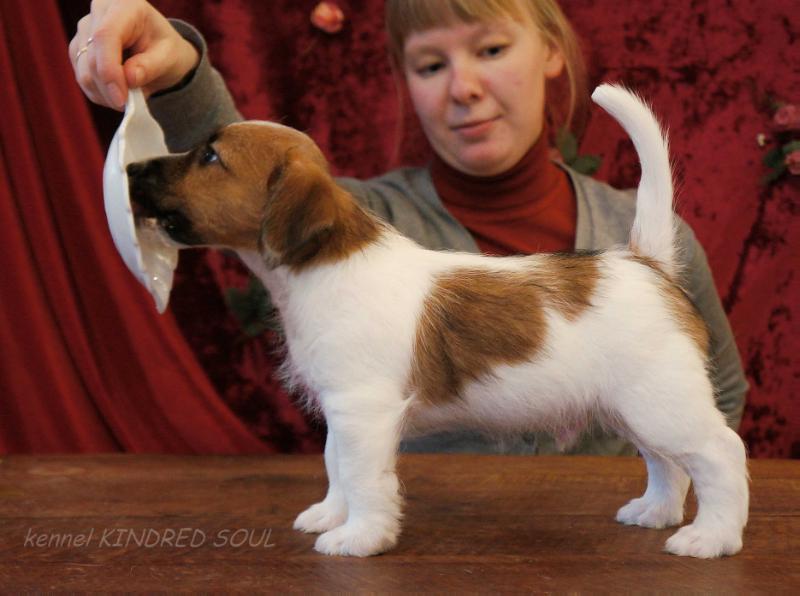 Kindred Soul Theory Of Big Bang | Jack Russell Terrier 