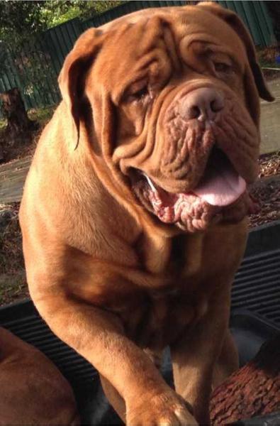 Racencruiser Tank | Dogue de Bordeaux 