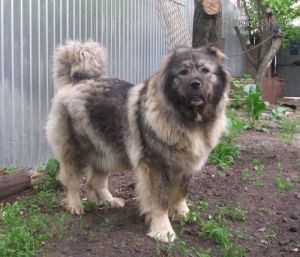 VOHUMANA KIRA | Caucasian Mountain Dog 