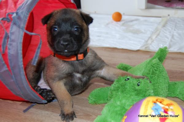 Esmay-Astra van Goeden Huize | Belgian Malinois 