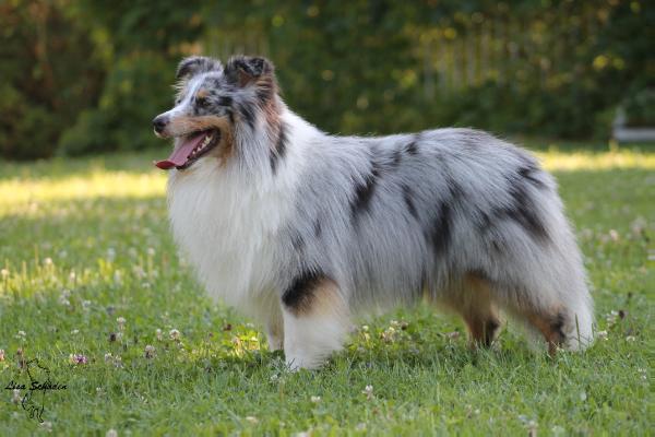 Jey Jey of Sheltie-Castle | Shetland Sheepdog 