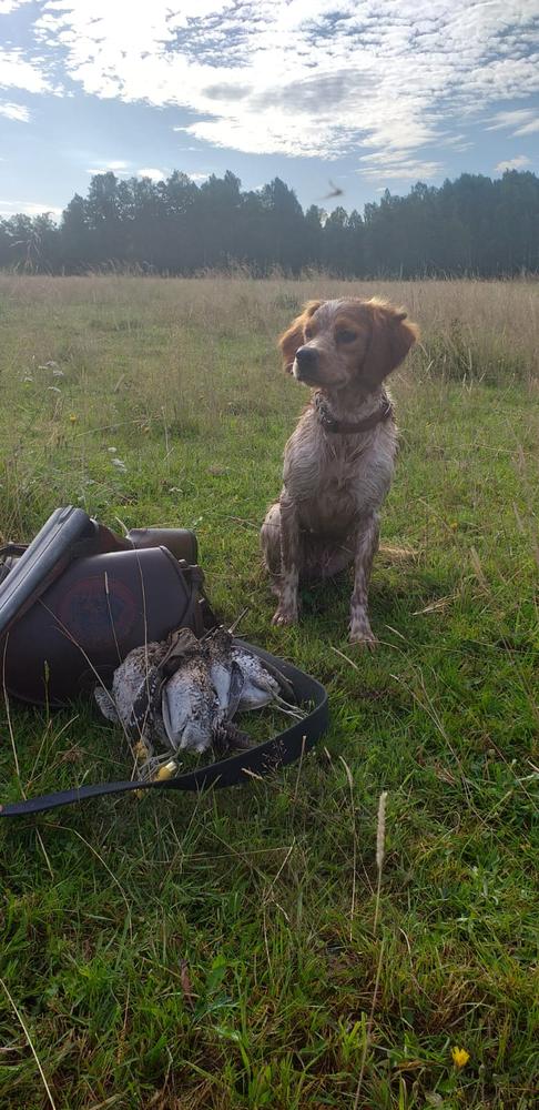 Nona zvezda | Brittany 
