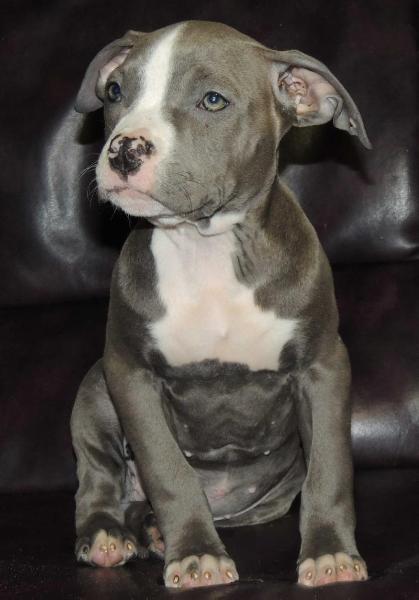 MASHEL SPIRIT Shagane | American Staffordshire Terrier 