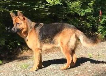 Wasso vom Hornback (W) | German Shepherd Dog 