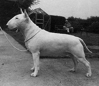 Ghabar Flagship | Bull Terrier 