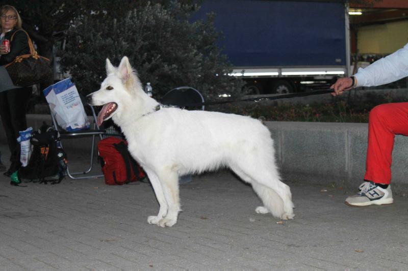 Kimba di Casa Praderio | White Swiss Shepherd Dog 