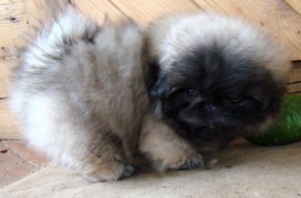 Malipo Happydong Arsusi | Pekingese 