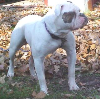 Alubull'S King Dick 2 Aka Shempy | Olde English Bulldogge 