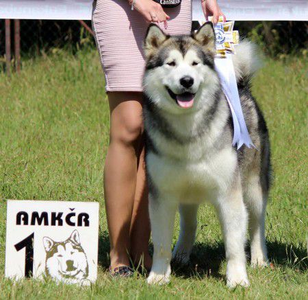 Mia Chica Snezhnost | Alaskan Malamute 