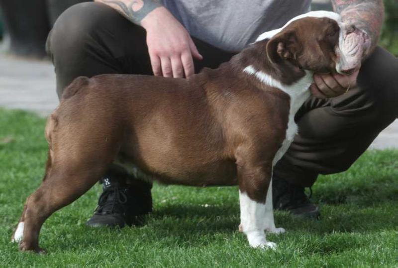 Ostergaard's Luna | Olde English Bulldogge 