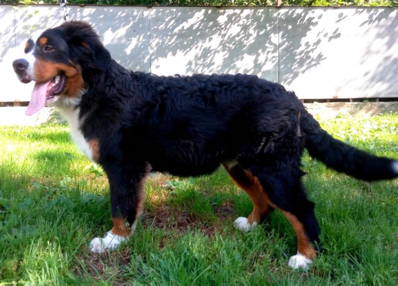 ELWIS STARZHY | Bernese Mountain Dog 