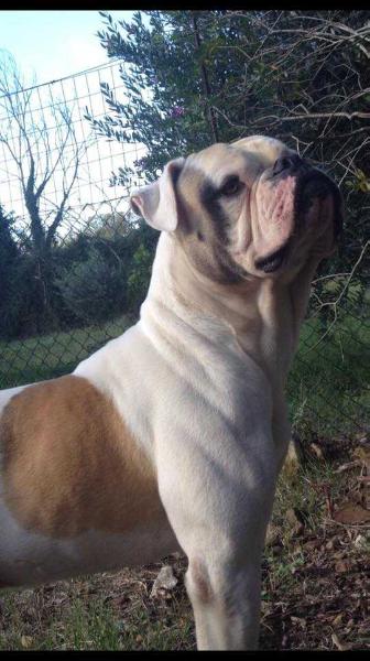 Fulldog's Drugo | American Bulldog 