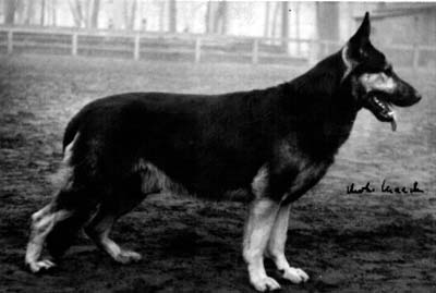 Quell vom Fredeholz | German Shepherd Dog 