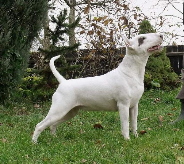 BIGBEAT LOVE TO WHITE SAINT | Bull Terrier 