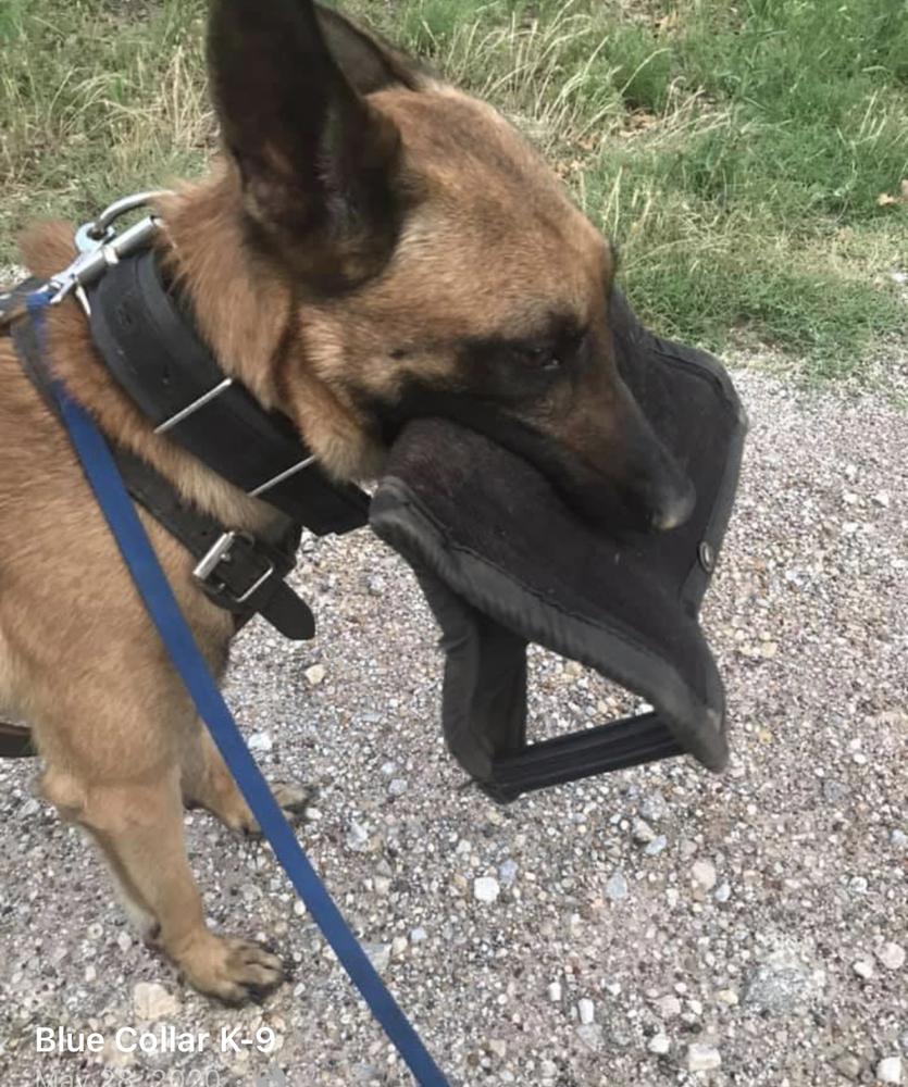 Bluecollark-9 Cardi B | Belgian Malinois 