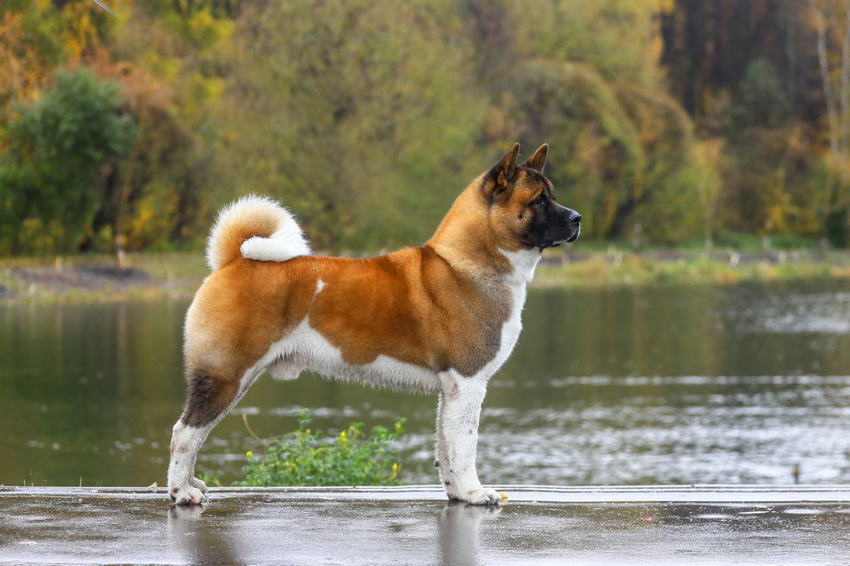 Child Claim To Fame | Akita 