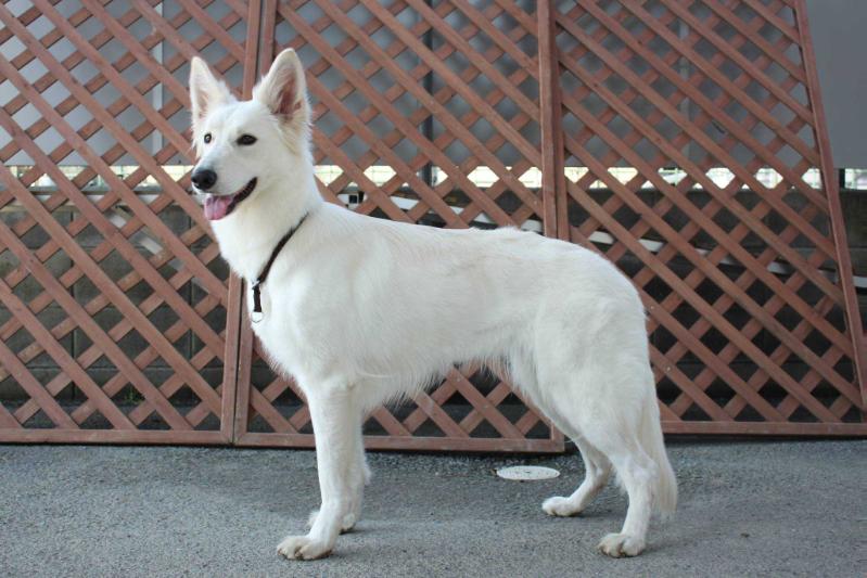 Cross of White Fang | White Swiss Shepherd Dog 