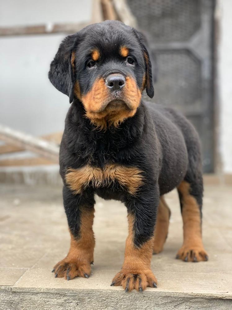 Zeus Von Tobex | Rottweiler 