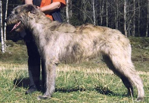 Eithne of Nutstown | Irish Wolfhound 