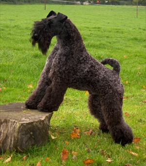 Kamaghan Ace Lynnsto | Kerry Blue Terrier 