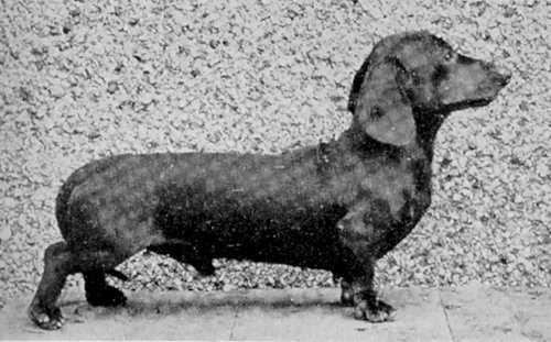 Stephan Of Montreux | Dachshund 