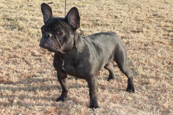 Chavez Look Im a Charmer | French Bulldog 