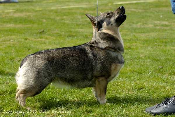 STENRIKAS CVÄNGIGA CVEA | Swedish Vallhund 