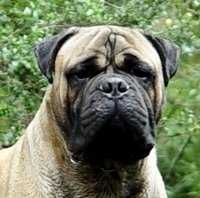 Burka Thelesis Hashem | Bullmastiff 