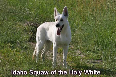 Idaho Squaw of the Holy White | White Swiss Shepherd Dog 